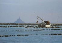 Le Mont et sa Baie un mytiliculteur et la recolte des moules sur bouchots decouvrir cette Baie mais pourquoi pas tenter la traversee de la baie du Mont Saint Michel a pied avec un guide.jpg